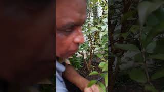 My home gardens First time fruited Redhybrid jaboticaba fruit Review [upl. by Anaic]