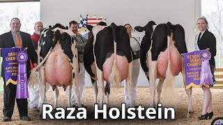 Raza de ganado lechero Holstein La mejor raza de vacas lechera en el mundo [upl. by Llertnauq]