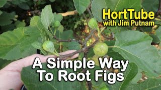 A Simple Way To Root Fig Trees Part 1  Propagating Figs [upl. by Htiduy]