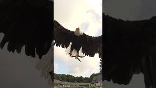 Eagles and Vultures in SlowMo eagles slowmotion [upl. by Lilybel]