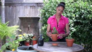 How to Water a Basil Plant  The Chefs Garden [upl. by Brosine]