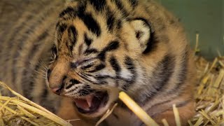 Adorable Tiger Cub Moments Part 1  BBC Earth [upl. by Notyarb156]