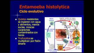 ENTAMOEBA HISTOLYTICA  ENTAMOEBA COLI parasitologia español [upl. by Windy]