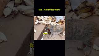 搞笑动物系列第29集 松鼠：我不是你能惹得起的！ 搞笑 funny pets 搞笑 animals 萌宠 萌宠 cat cute 宠物 萌寵 chat 宠物 萌寵 [upl. by Joan798]