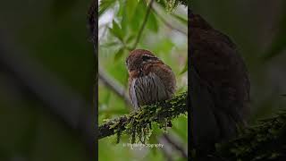 Northern Pygmy Owl [upl. by Belldas889]