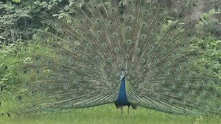 Peacock Dance Live  Peacocks Dancing Feathers HD amp Bird Sound peacockdancepeacock मोर नृत्य [upl. by Aissatan]