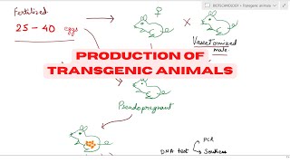 Transgenic animal production  Transgenic technology  Animal Biotechnology [upl. by Rma]