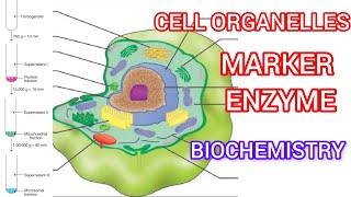 Cell organelle ❤️ Subcellular Fractionation Marker Enzyme [upl. by Elagiba224]