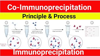 Co Immunoprecipitation  Immmunorecipitation  Co IP Assay Principle  Procedure  Technique [upl. by Mraz666]