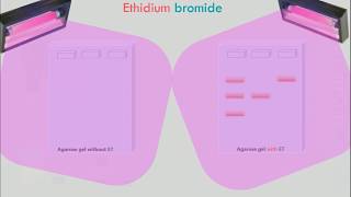 Agarose Gel Electrophoresis Animation [upl. by Rimisac116]