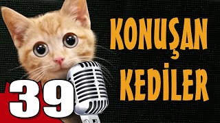 Konuşan Kediler 39  En Komik Kedi Videoları [upl. by Oicnedurp761]