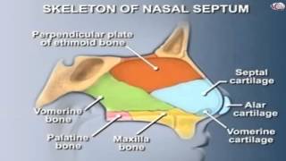 ENT  3D  nose 1  Anatomy of nose [upl. by Edge800]