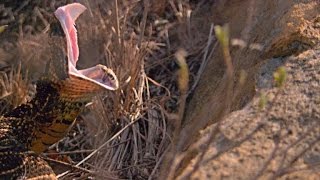 What Can a Puff Adder Snake Bite Do to a Rhino [upl. by Ereynihc735]