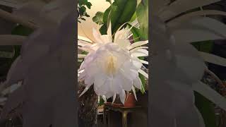 A Time Lapse Of A Flower Blooming On A Night Blooming Cereus Aka Queen Of The Night [upl. by Fischer]