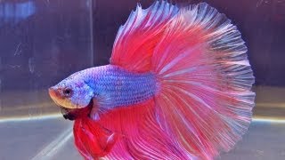 The International Betta Competition  magnificent fighting fish on show [upl. by Chelsea611]