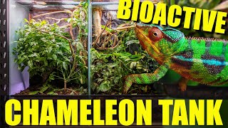 How to setup a BIOACTIVE CHAMELEON ENCLOSURE [upl. by Assele]