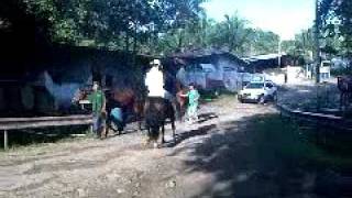 CABALLO TROTON GALOPERO COLOMBIANO [upl. by Annitsirhc]