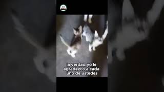 El reto de cuidar a 30 gatitos rescatados del gato de la azotea [upl. by Eisus796]