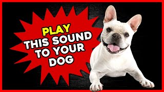 Play This Sound to Your Dog Crazy Sounds [upl. by Ashia]