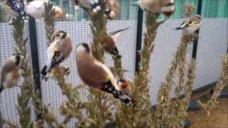 Zucht Stieglitz Major und Dompfaff 2013Jilguerobirdscarduelisgoldfinch [upl. by Allit]