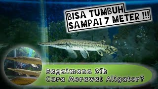 5 Cara Merawat Ikan Aligator Agar Tumbuh Sempurna [upl. by Kachine]