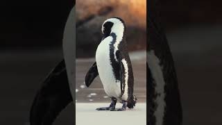 Penguin Bird  Friendly Birds and Animals shorts penguinlove [upl. by Euqinitram102]