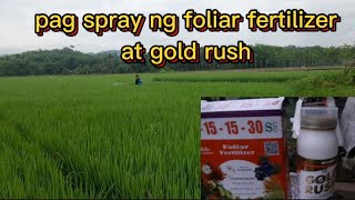 pag spray ng foliar fertilizer at gold rush [upl. by Flannery]