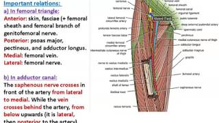 Femoral and Obturator Arteries  Dr Ahmed Farid [upl. by Erotavlas528]