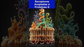 🧬Receptores Acoplados a Proteínas G🧬 [upl. by Aokek691]