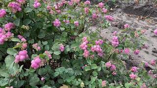 Proud Berry Coral Berry  Garden Crossings [upl. by Lanna226]