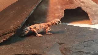 Uromastyx thomasi first steps in life [upl. by Afas]