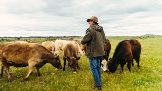 Some cattle farmers never recovered from unexpected live export ban Gillian Fennell [upl. by Nazus228]