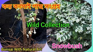 বন্য বনসাই গাছ সংগ্রহ ।।😀😃 Snowbush 😀😃 Wild Collection Bonsai 😀😃 [upl. by Bonny]