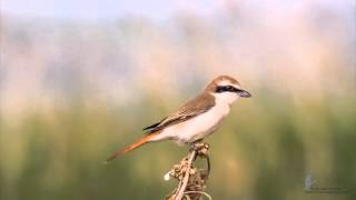 Turkestan Shrike  Redtailed Shrike [upl. by Lawley]