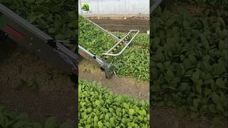 trending harvesting farming shorts viral youtubeshorts Farmfreshjourney [upl. by Nylyrehc]