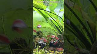 Live Food  Mosquito Larvae  Odessa Barb aquariumfish aquaplant fish [upl. by Lebaron868]