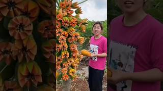 This Papaya Tree is so Amazing 😱🤔💯shorts youtubeshorts ytshorts shortsvideo [upl. by Vento145]