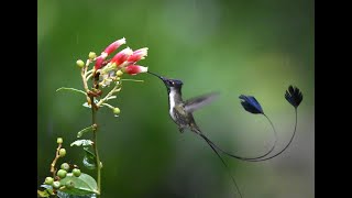 Marvelous Spatuletail Loddigesia mirabilis in Huembo Logde Amazonas  Peru [upl. by Peder449]