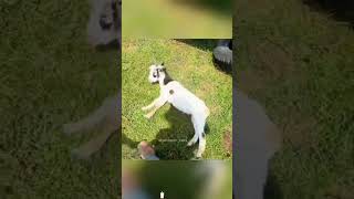 Fainting goat 🐐 funny [upl. by Ttebroc]