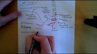 Synaptic Vesicle Exocytosis and Endocytosis Part 1 [upl. by Awjan]