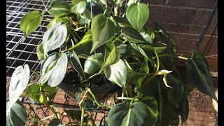 Philodendron Plant Rescue How to trim amp repot 🌼 [upl. by Nnaer]