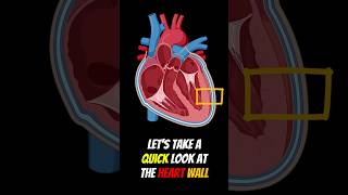 The Heart Wall shorts [upl. by Andres]