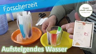 Aufsteigendes Wasser  einfache Experimente  für Zuhause  für Kinder  mit Wasser [upl. by Aurita172]