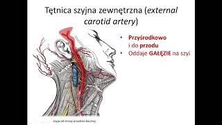 Tętnica szyjna zewnętrzna cz I wstęp [upl. by Mayfield]