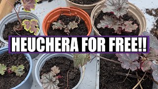 How to divide and take cuttings of HEUCHERA for FREE plants 🪴 [upl. by Jarvis]