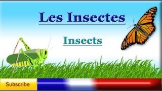 Learn French  Insects names vocabulary Lesson  Les insectes [upl. by Cyndia13]