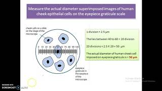 A level Biology  Eyepiece graticule [upl. by Ylera379]