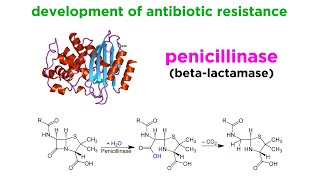 MethicillinResistant Staphylococcus aureus MRSA [upl. by Amyas]