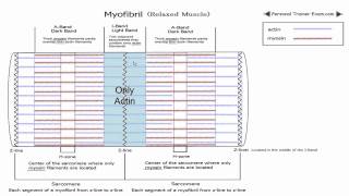 Sliding Filament Theory Part 1 NSCA Certification [upl. by Amsirp]