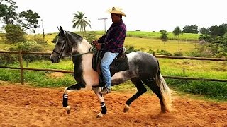 CAVALO MANGALARGA MARCHADOR ZAMORANO DA BOA FÉ [upl. by Nivac133]